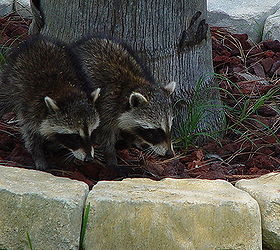 q racoons more wildlife, outdoor living, pest control, pets animals, ponds water features, whoops 2 racoons