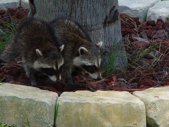 q racoons more wildlife, outdoor living, pest control, pets animals, ponds water features, whoops 2 racoons