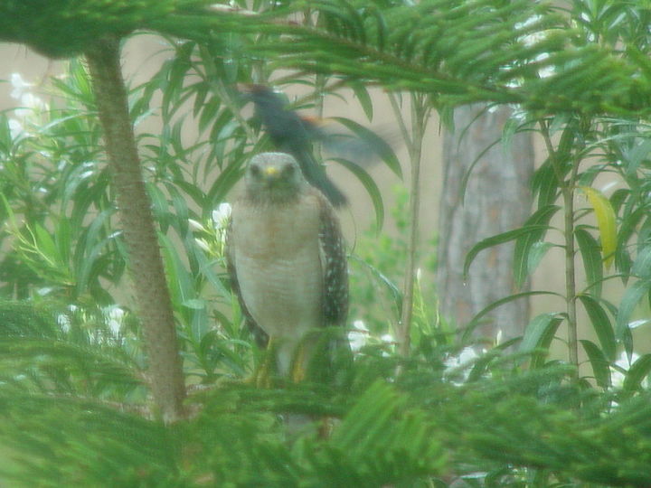 q more wildlife hawk, patio, pets animals, Red Wing blackbird beating Hawk