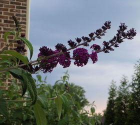 transitioning to summer flowers here in georgia, flowers, gardening, Purple butterfly bush