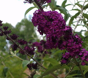 transitioning to summer flowers here in georgia, flowers, gardening, Purple butterfly bush easy to grow and looks nice in big landscaping