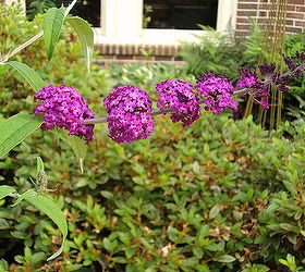 transitioning to summer flowers here in georgia, flowers, gardening, Purple Butterfly Bish