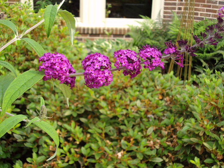 la transicin a las flores de verano aqu en georgia, Arbusto de mariposa p rpura