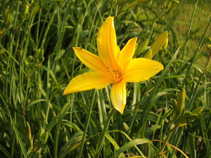la transicin a las flores de verano aqu en georgia, Tall Yellow Daylilly ap 3 4 pies de altura