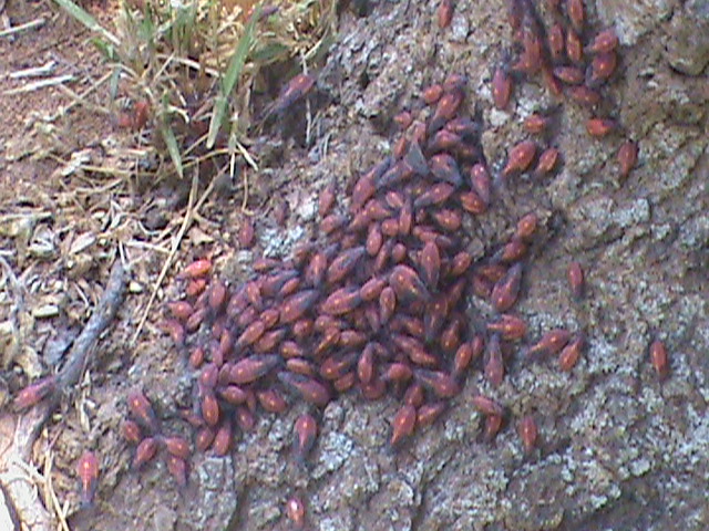 q what type of bugs are these they are all over my trees in the front yard, gardening, pest control, bugs