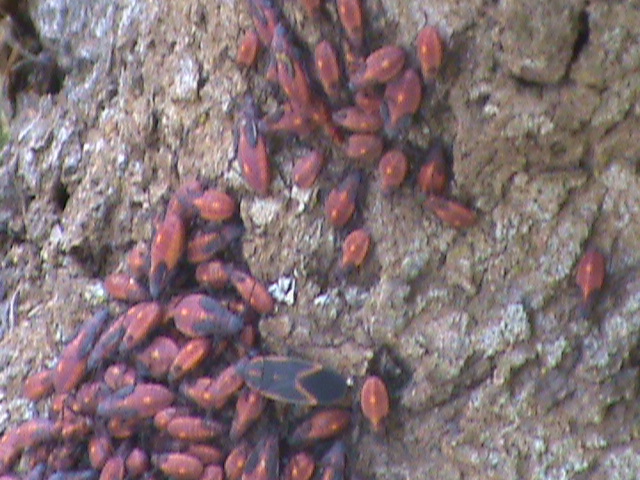 q what type of bugs are these they are all over my trees in the front yard, gardening, pest control, bugs