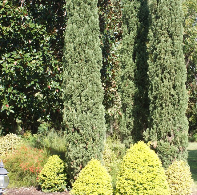casa nalini has several hundred topiaries throughout the grounds i designed the, gardening