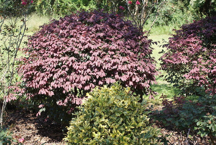 gold potato vine great colorful ground cover but very aggressive also comes in a, gardening, landscape, New growth on Loropetalum with O Spring holly in forefront