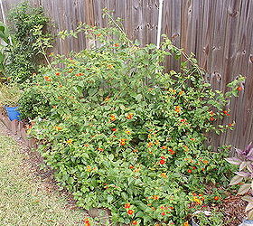 bright orange lantana blooms all summer comes in various colors and attracts, gardening, Bright Orange Lantana blooms all summer comes in various colors and attracts butterflies