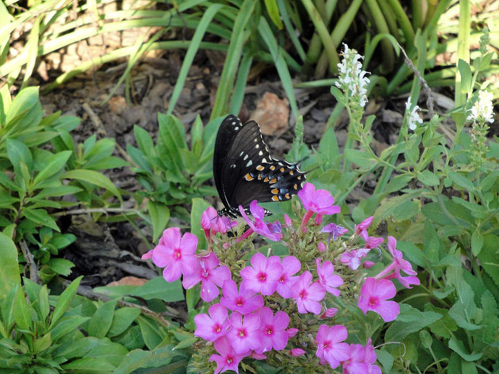 beautiful butterflies in backyard summer garden, gardening, Butterfly on phlox