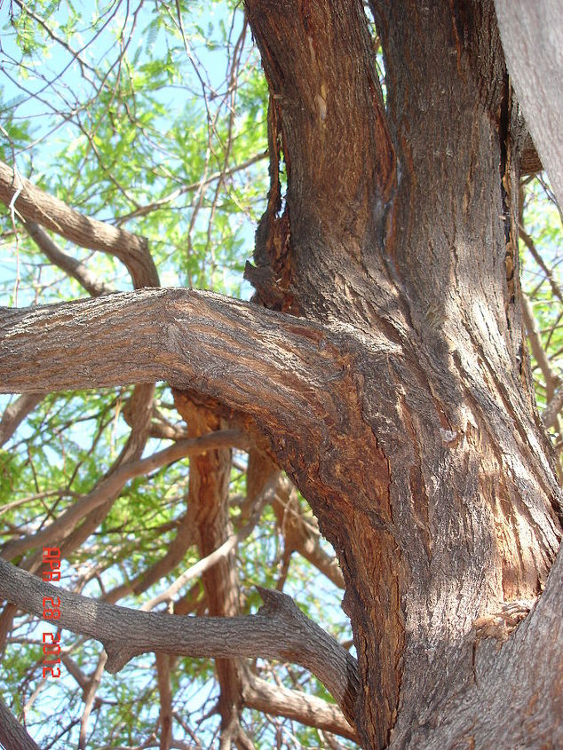 can my mesquite tree be saved by borers that are attacking it