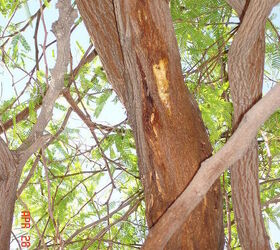 can my mesquite tree be saved by borers that are attacking it
