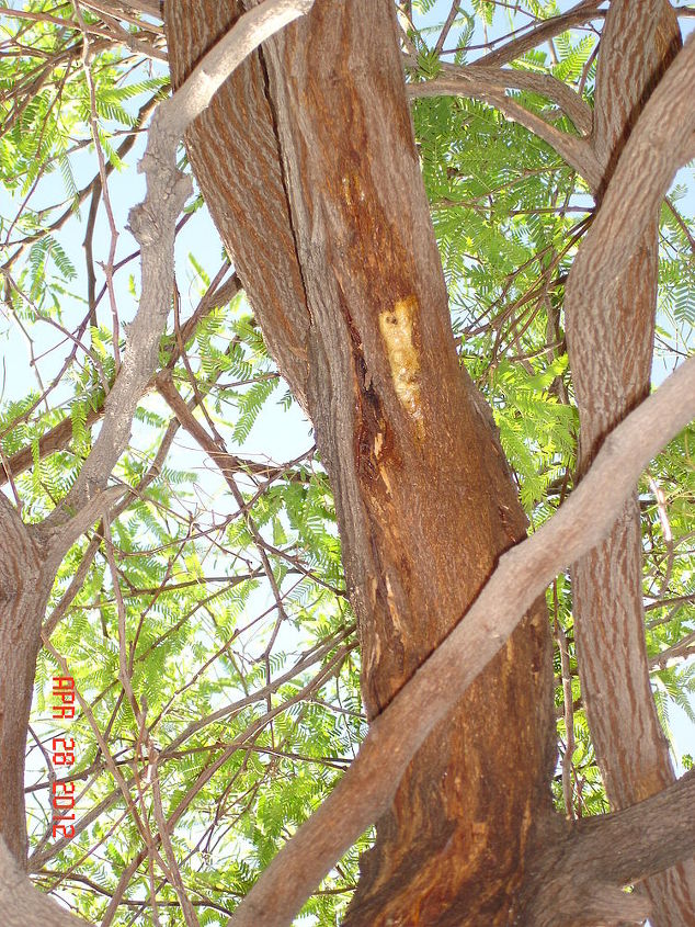 can my mesquite tree be saved by borers that are attacking it