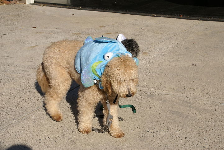 featured photos, Sprocket the Dogfish Doodle