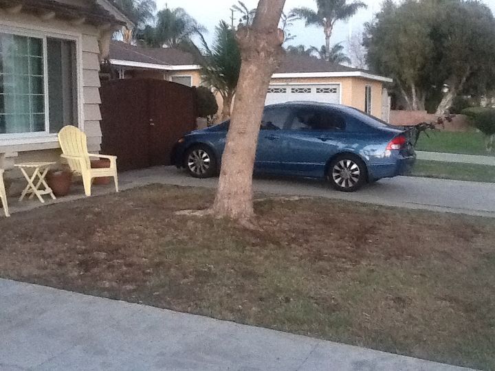 planting under shady tree with roots, Need some ideas on how to make this brown area pop