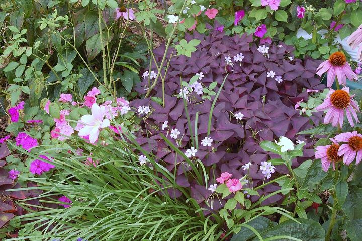 q i love using the unexpected in my designs here are some pics of oxalis, flowers, gardening, With miniature Amaryllis