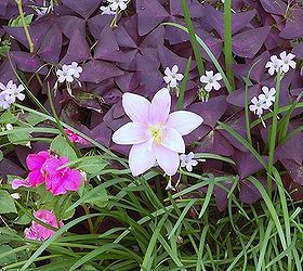 q i love using the unexpected in my designs here are some pics of oxalis, flowers, gardening