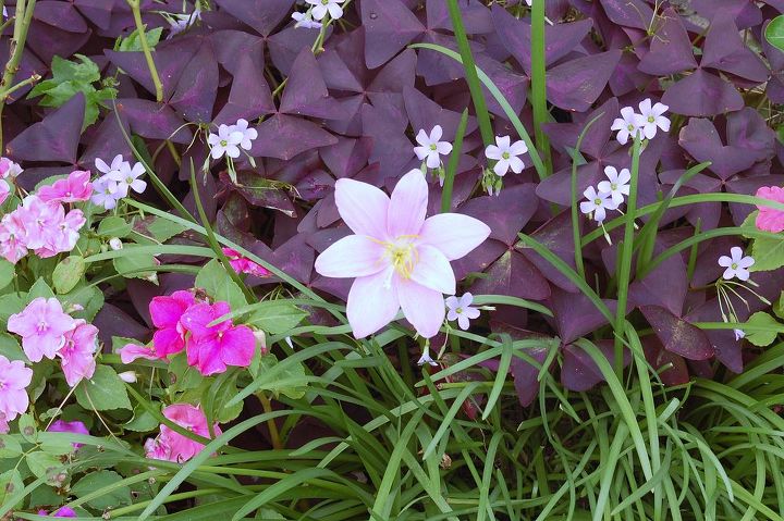 q i love using the unexpected in my designs here are some pics of oxalis, flowers, gardening