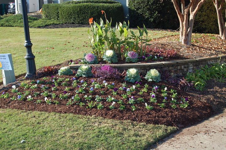 recent seasonal bed plantings my favorite so far this fall was installing pansies, gardening, A basic seasonal bed in the St Marlo Country Club community North Fulton