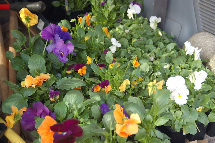 recent seasonal bed plantings my favorite so far this fall was installing pansies, gardening, Some of the pansies and Violas on their way to a client s house