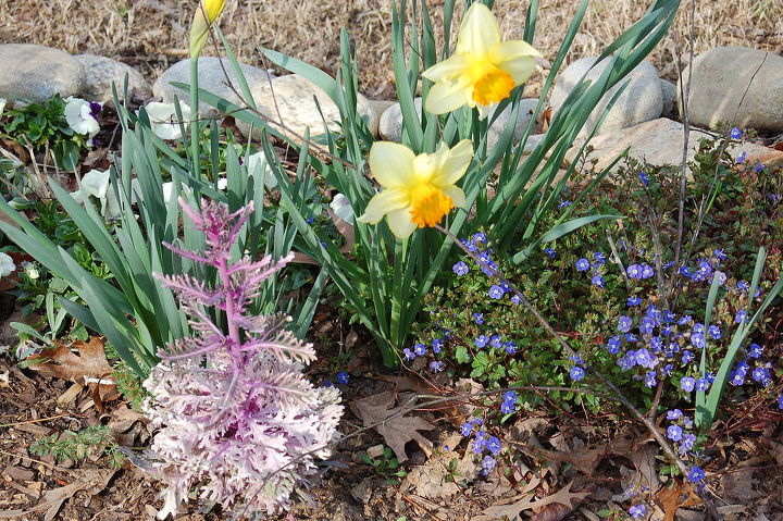 it s not too late in metro atlanta to plant spring blooming bulbs i have had, gardening