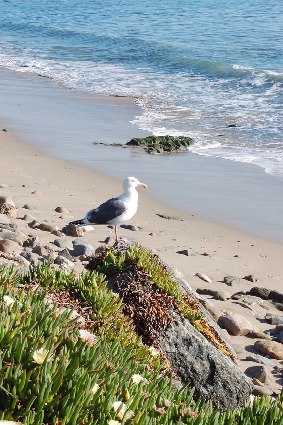 while photographing a proud seagull just north of santa monica ca the ice plant on, flowers, gardening, pets animals, Everything seems to be coming up roses in Southern California in the dead of winter but the humongous iceplants gaurded by this seagull really take the cake