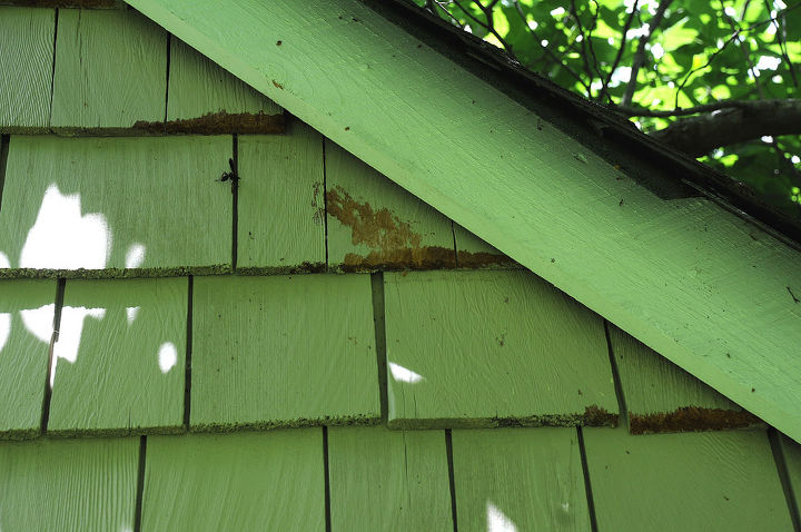 what could be eating my wood siding