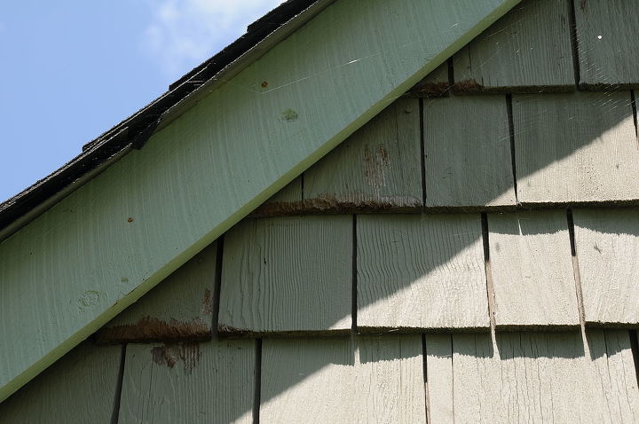 what could be eating my wood siding