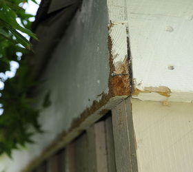 what could be eating my wood siding