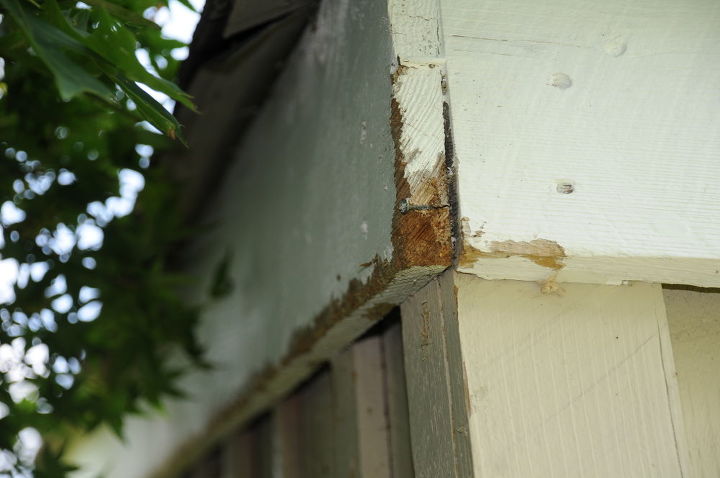 what could be eating my wood siding