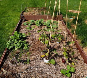 my little farm, gardening, raised garden beds, other bed
