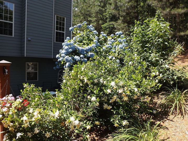 q help hometalkers my gardenias are full of blooms but flopped over so do i trim, gardening