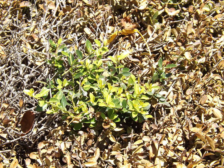 help our bush died this bush in our front yard has been fine for 11 years found, only bit of green left on it