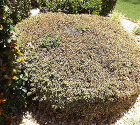 help our bush died this bush in our front yard has been fine for 11 years found