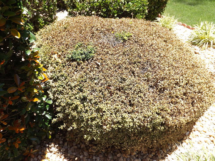 ajuda nosso mato morreu este arbusto em nosso jardim da frente est bem h 11 anos