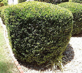 help our bush died this bush in our front yard has been fine for 11 years found, bush should look like this
