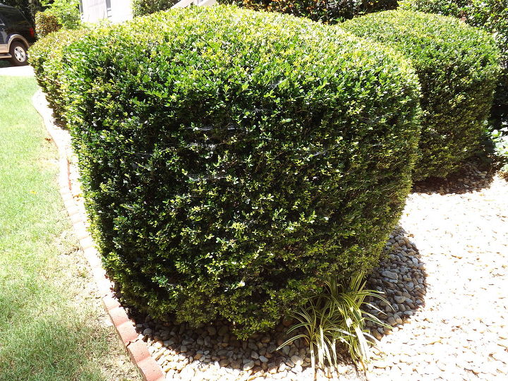 ajuda nosso mato morreu este arbusto em nosso jardim da frente est bem h 11 anos, o arbusto deve ficar assim