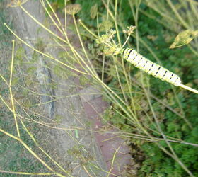 my herb host plants for eastern black swallowtail butterfly garden fennel parsley, gardening
