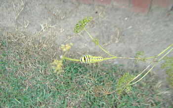 My herb host plants for Eastern black swallowtail butterfly garden. {Fennel, parsley} So many caterpillars! Yay!