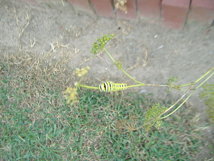 my herb host plants for eastern black swallowtail butterfly garden fennel parsley, gardening