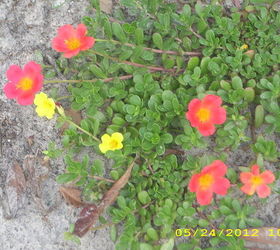 just a few of my plants around my yard they make me smile evertime i look at them, gardening