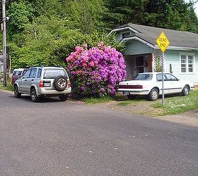 rhododendrons, gardening, Neighbors Rhododendron