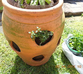 strawberry container ideas to plant, container gardening, flowers, gardening, first hole is thyme