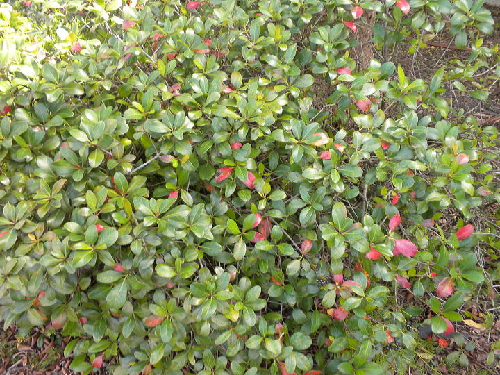 bush gone wild can you tell me what we have and how amp when to prune it lots, gardening, landscape