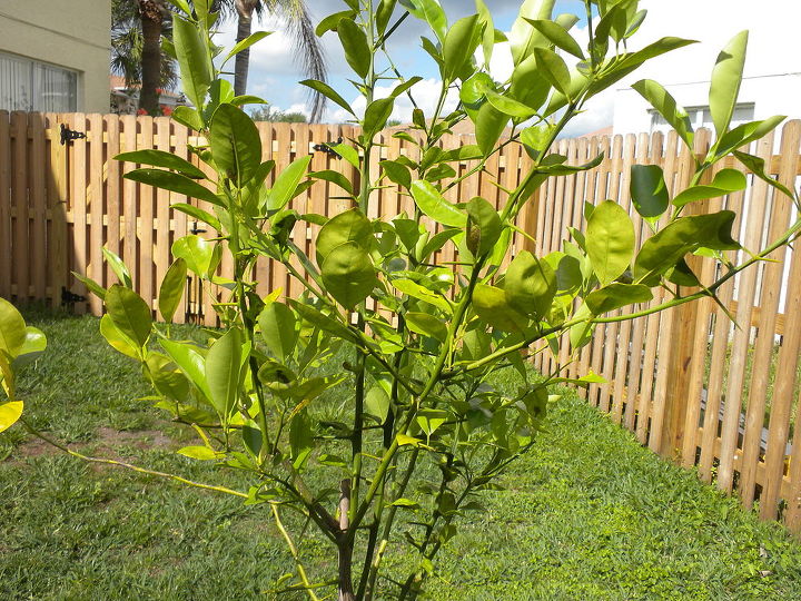 Thorny Question | Hometalk