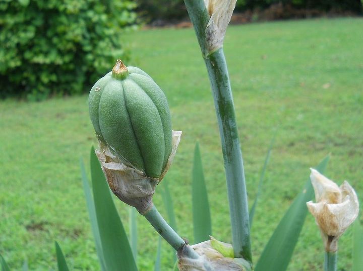 q can anyone tell me what this is at top of my iris are they seed pods, gardening