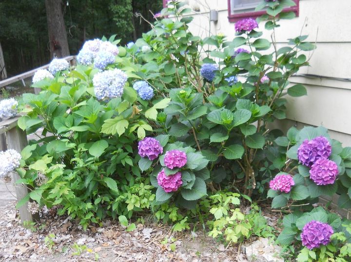hydrangeas, flowers, gardening, hydrangea, a neighbors bush