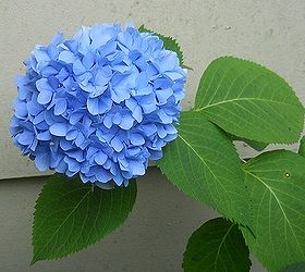 hydrangeas, flowers, gardening, hydrangea, medium blue