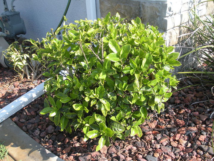 i have black mold on my gardenia bush how do i get rid of it or keep it under, gardening, landscape, My Gardenia Bush