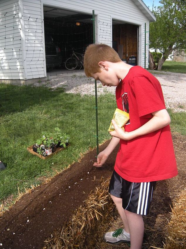 straw bale gardening great in all climates from the arctic to the caribbean islands, container gardening, flowers, gardening, Direct seeding into a seedbed of sterile Planting Mix on the surface of the bales These seedlings grow rapidly due to the extra warmth from the decomposing bale below Once seeded cover with the plastic sheeting to protect from critters frost hard rain etc See more information at
